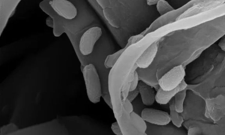 病毒肆虐，纳米抗菌材料的春天来了？