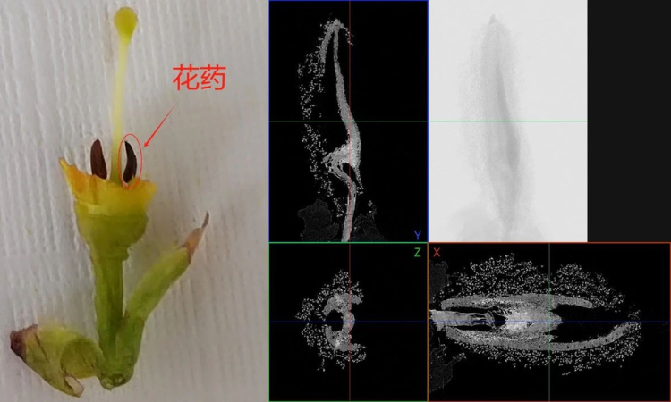突破传统检测瓶颈！显微CT如何助力高效农业研究？支持付费测试！