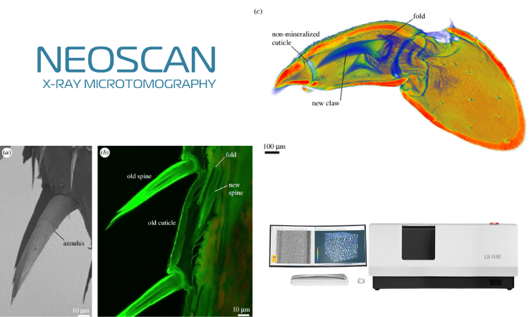 用户成果|甲壳动物外骨骼结构多样性研究综述:显微CT视角下的仿生新启示