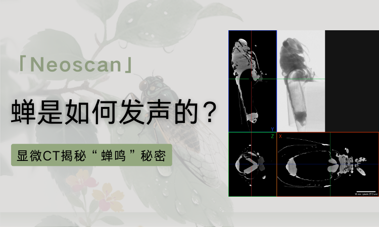 显微CT扫描蝉的发声结构!