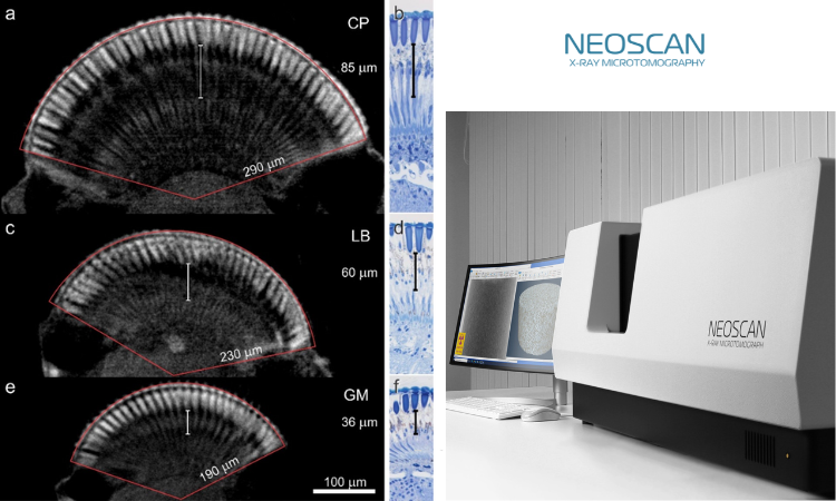 用户成果|昼行、暮光与夜行蛾的视觉秘密:Neoscan 显微CT揭示瞳孔动态与三维眼部结构