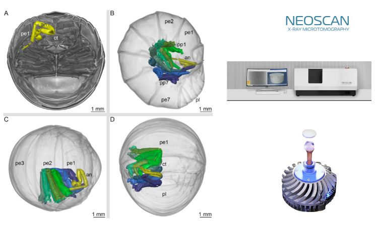 比装甲更精妙的生物设计:潮虫卷成球的瞬间,身体内部发生了什么?