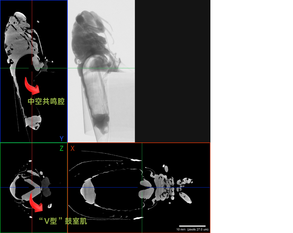 使用 Neoscan N80 显微CT扫描福尔马林浸泡的雄蝉标本